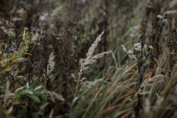 Beautiful natural texture with grass field. Toned background with vintage colors.
