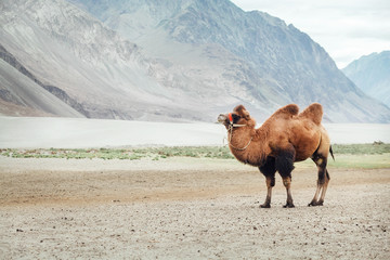 Alone Bactrian camel standing near the Hunder village in Nubra Valley, Diskit Nubra tehsil, Ladakh Union territory in India.