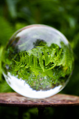 Farn, Glaskugel