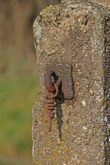 Rost