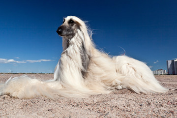 Dog breed  Afghan Hound is lying on the sand against blue sky