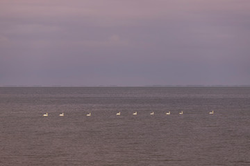 Swans in the distance sail by sea at dawn in the morning.