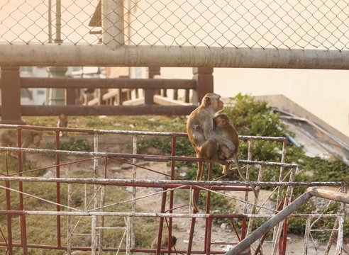 Environment problems in Asia. Monkey with a baby sitting on fence near factory. Toned