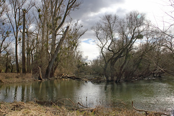 Fototapeta premium Rheinaue bei Hochwasser