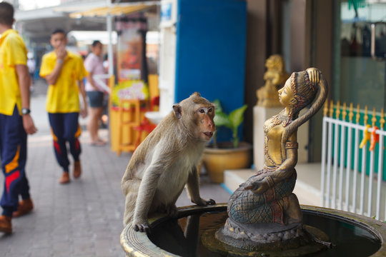 Monkey with tattooed face sitting on fountain and looking on the golden girl statue in amazement