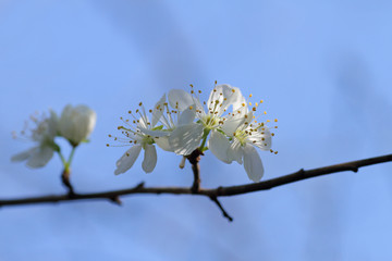 weiße Blütenpracht