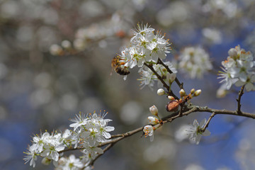 weiße Blütenpracht