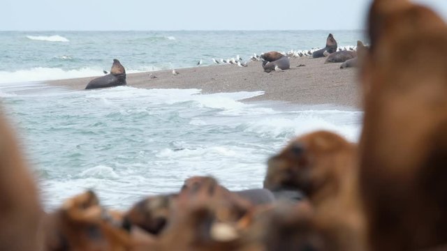 Sea Lion (Zalophus) colony relax on the coast near the town of Caleta Olivia in Argentina. Clip has rack of focus