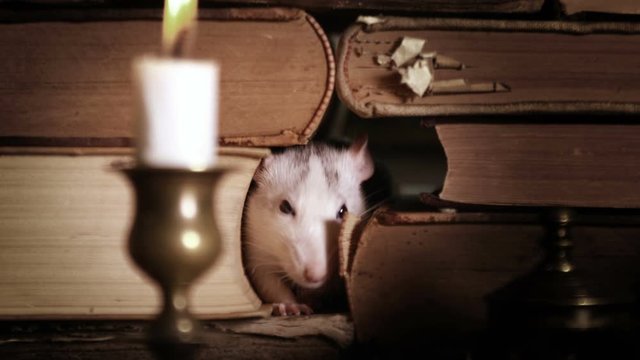 Small pretty gray rat crawls between old books, and there is a candlestick on the table with a lighted candle
