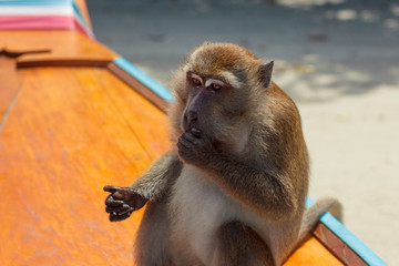 Thoughtful monkey with a palm before its mouth