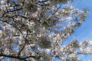 Obraz premium blooming cherry tree