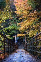 秋の朝、渓谷の橋を渡る