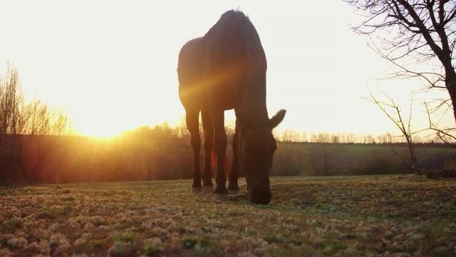 Horse eats a green grass at a farm in sunset