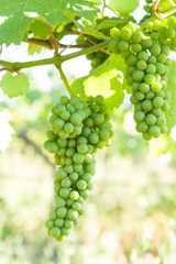 ワイナリーのぶどう