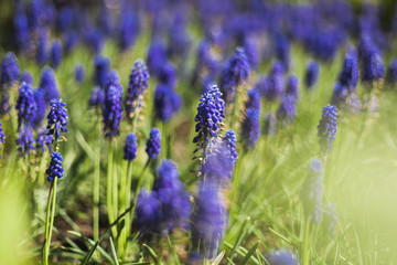 Close up of lavender flower in spring, violett, green, purple, blue