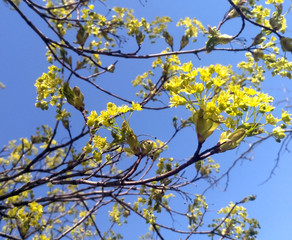 yellow maple blossom