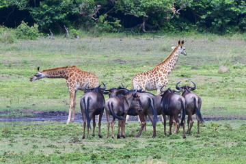 Naklejka na ściany i meble giraffe un iSimangaliso wetland park neas St. Lucia in South Africa