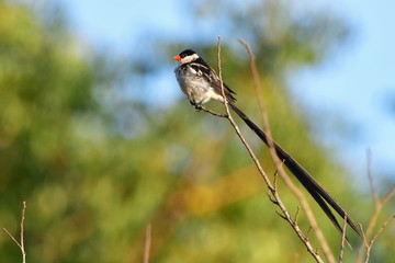pin tailed whydahin Hluhluwe game reserve in South Africa
