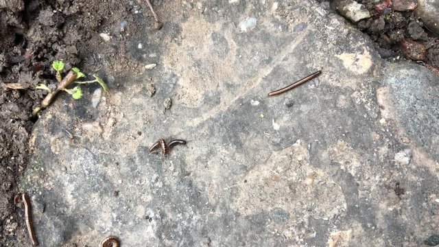 centipedes insects move on asphalt
