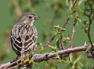 Corn bunting on branch, miliaria calandra