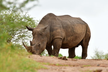 Fototapeta premium rhino in Hluhluwe nature reserve in South Africa