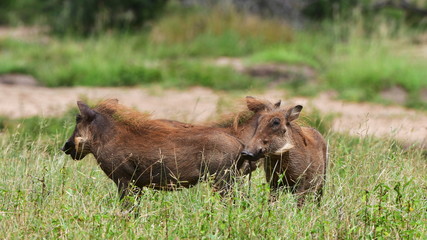 Naklejka na ściany i meble warthogs on pasture,iMfolozi nature reserve n South Africa