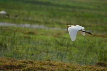 White heron flying with blurred background,white heron,bird,bird on paddy field,bird on flying.