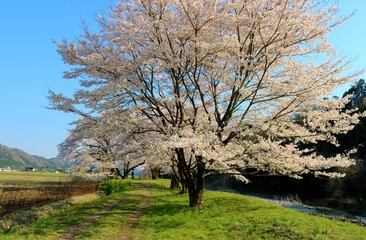 Fototapeta premium さくら 川 空 風景 杤木 佐柄見のさくら