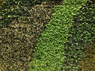 nice green bautiful plants on wall that makes super pattern look