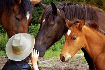 Obraz premium family of horses, mother, father and foal. portrait of horses, next to a farmer in a hat