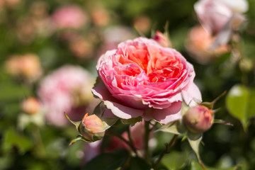 Close-up of a rose in spring, rose bloom, purple, pink, white, green, yellow