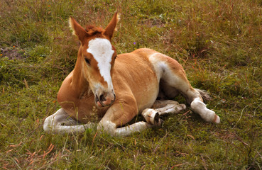 Naklejka na ściany i meble a small red colt with a large white mark lies on a green meadow against the background of a forest