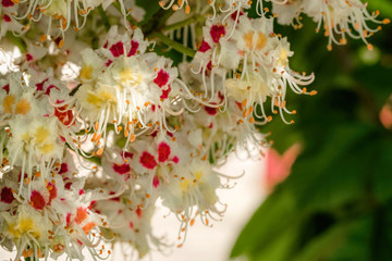 Blooming spring chestnut tree. Festive White May Flowers