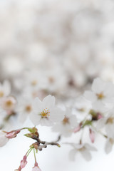 桜の花　背景素材