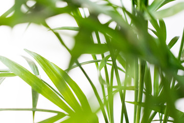 Fresh green plant. Natural close up photo. Green leaves macro photo.
