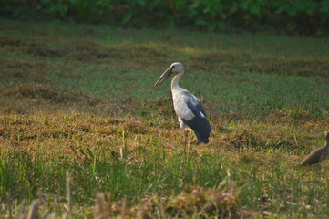 Asian open bill on paddy field close up shot,asian open bill,bird on paddy field,morning hunting .