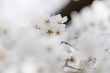 桜の花　背景素材