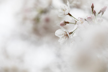 桜の花　背景素材