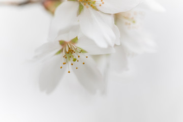 桜の花　背景素材