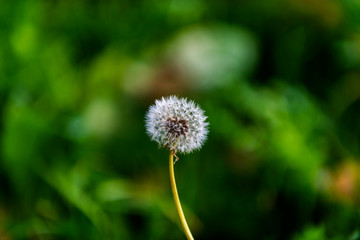 dandelion on green background