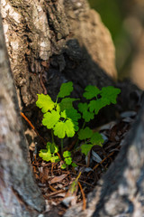 tree growing on a tree