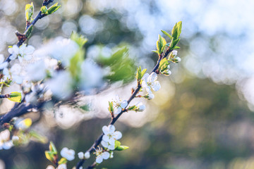 Beautiful white cherry blossom sakura flowers in spring time. Nature background with flowering cherry tree. Inspirational natural floral blooming garden or park. Flower art design. Selective focus.