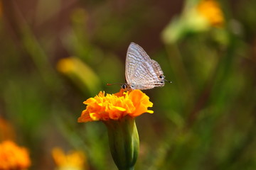 butterfly sucking the juice of marigold flower