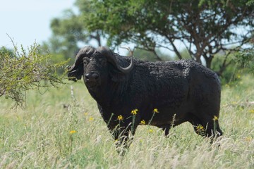African Buffalo on the savanna