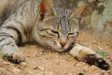 close up of a cat laying on ground