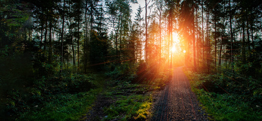 Sunset in forrest with road and green trees.