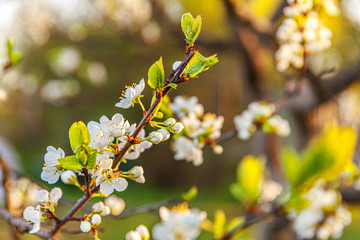 Beautiful white cherry blossom sakura flowers in spring time. Nature background with flowering cherry tree. Inspirational natural floral blooming garden or park. Flower art design. Selective focus.