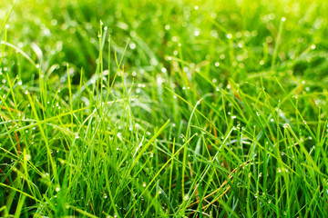 Young, fresh grass and dewdrops in the early morning in a park (forest). Natural background.