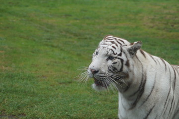 Fototapeta na wymiar White Tiger's Face