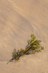 Angespülte Algen am Strand – Portrush, Country Antrim, Nordirland